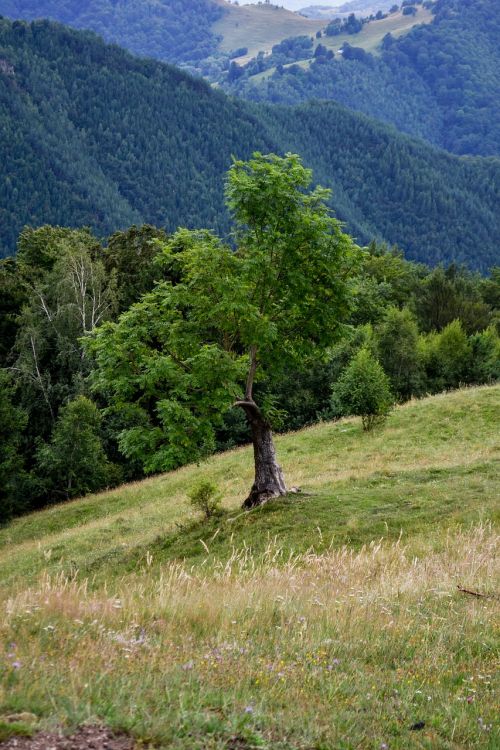 tree mountain travel