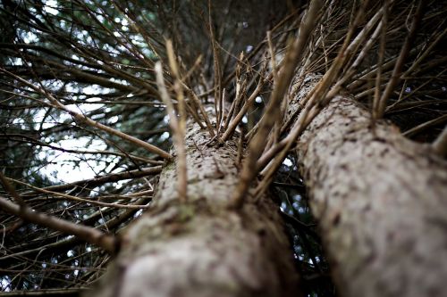 tree nature branch