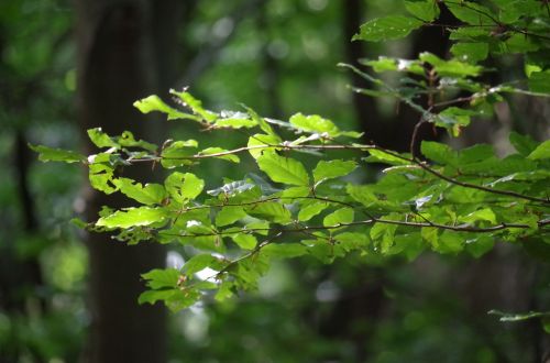 tree foliage light