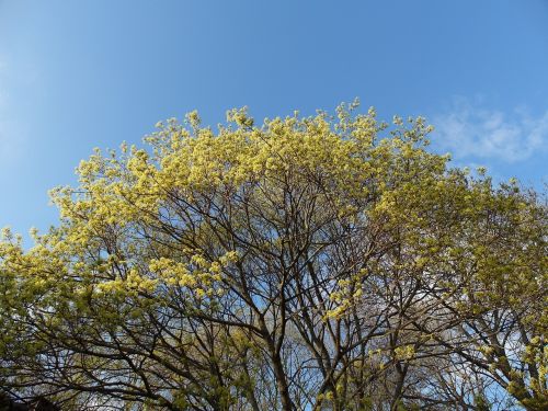 tree spring nature