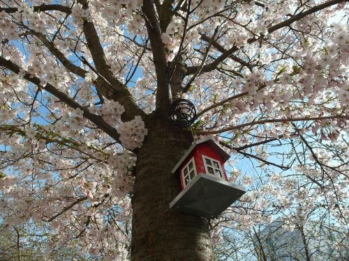 tree birdhouse cherry tree