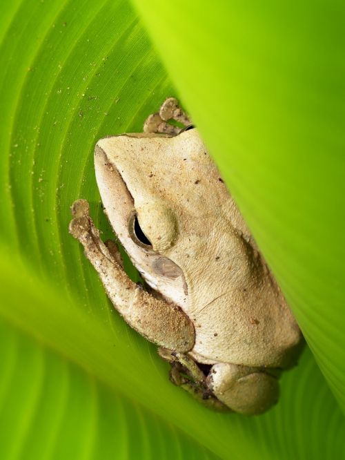 tree frog rain