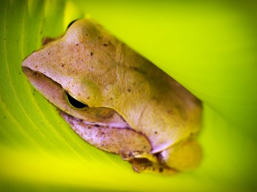 tree frog rain