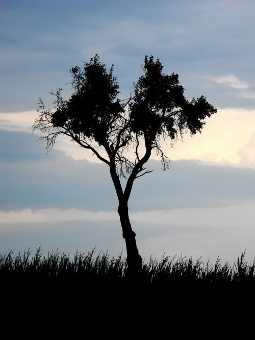 tree silhouette sky