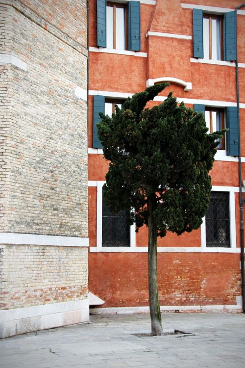 tree green house facade