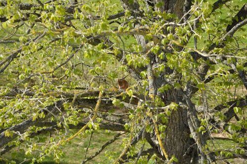 tree green squirrel