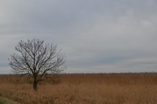 island of usedom tree field