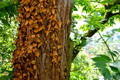 ivy dry tree