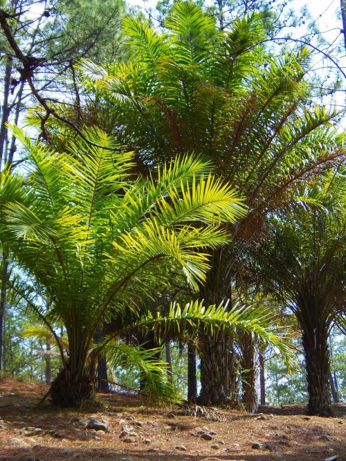 palm trees forest honduras