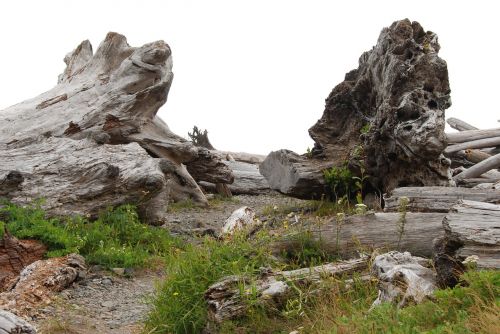 tree driftwood root