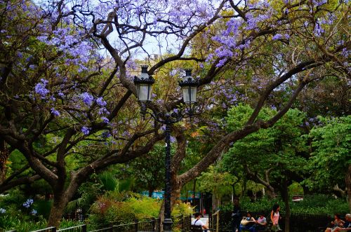 tree garden park