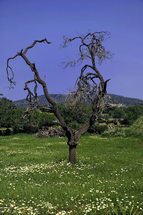 tree landscape nature