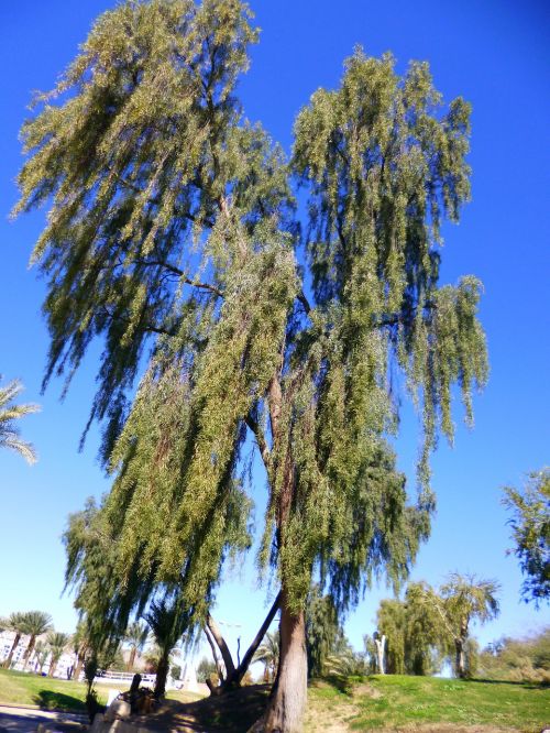 tree nature blue sky