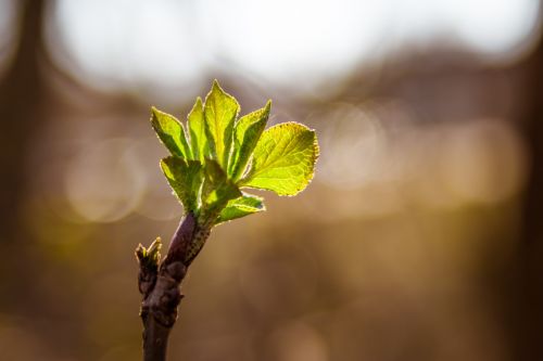 tree bud leaves