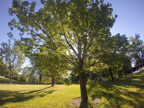 tree green nature