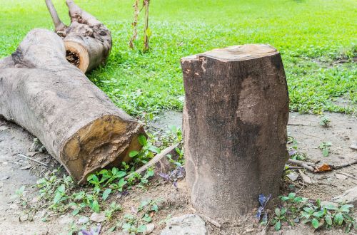 tree dead nature