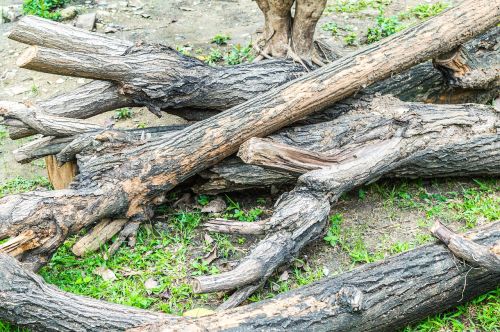 tree dead nature