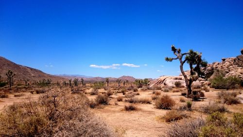 tree landscape desert