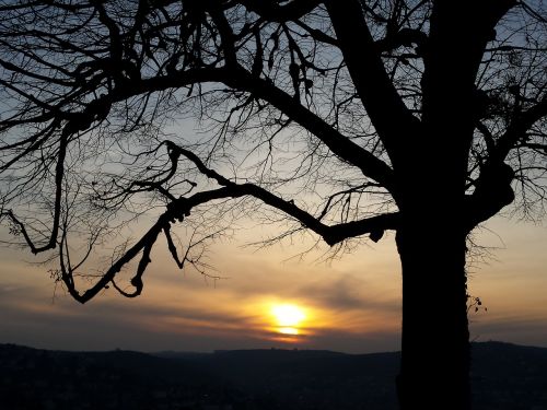 tree sunset evening