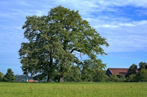 tree individually nature