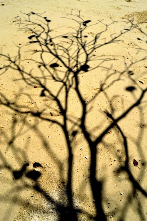 tree shadow sand