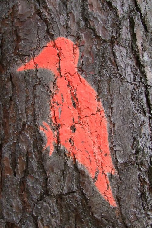 tree log woodpecker