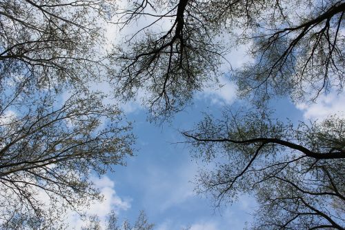 tree sky branch