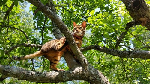 tree cat animals