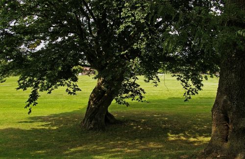 tree linden shadow