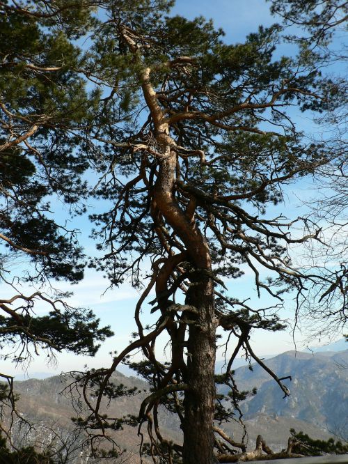 tree pine mountains