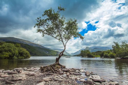 tree lake nature