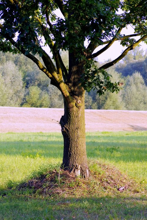 tree oak lonely