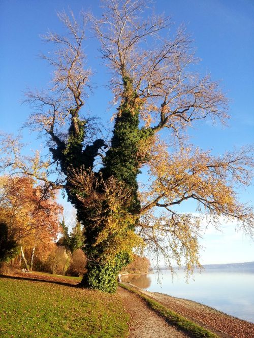 tree nature bank