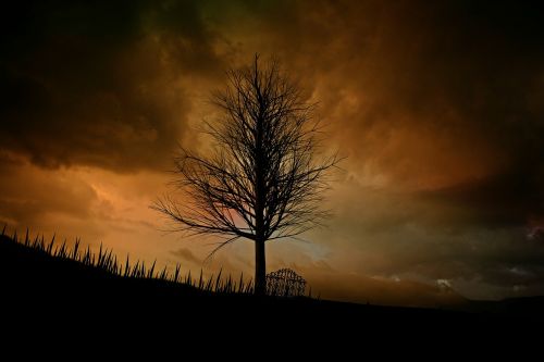 tree landscape lonely