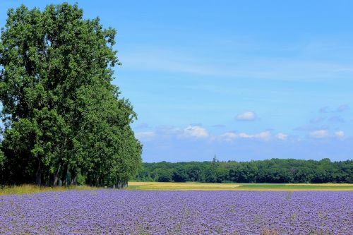 tree sky landscape