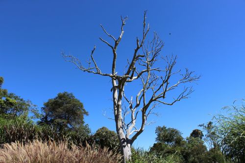 tree dry nature