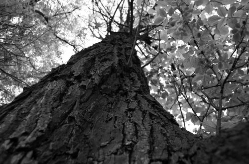 tree up leaf