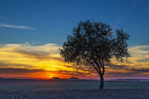 tree landscape nature