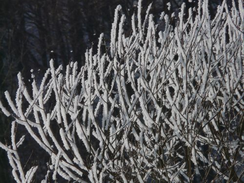 tree hoarfrost snow