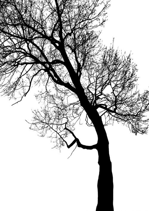 tree branch trunk