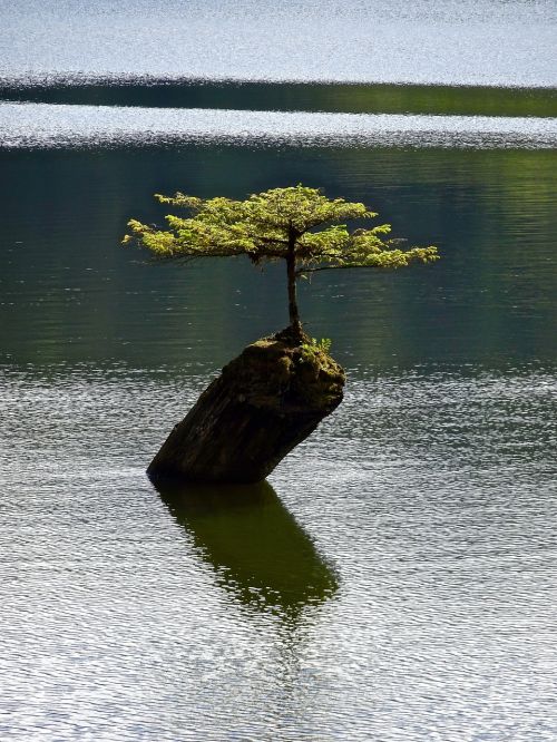 tree isolated bonsai