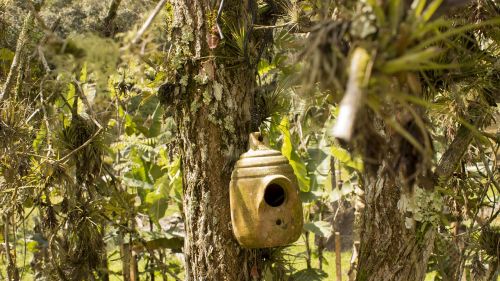 bird house tree leaves