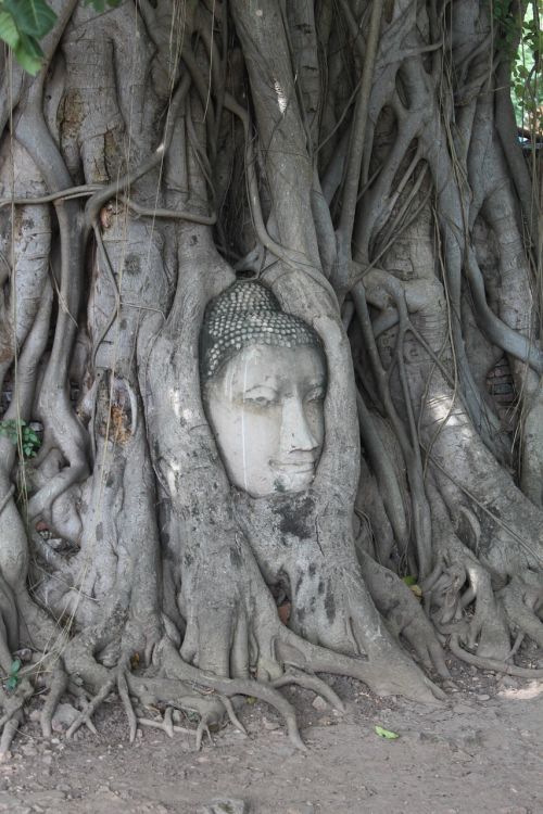 tree buddha thailand