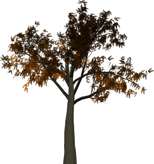 tree leaves autumn