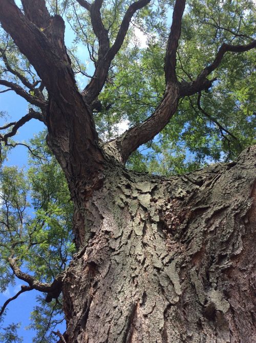 tree bark leaves