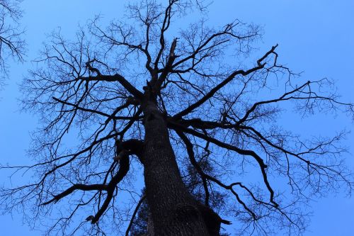 tree contrast landscape