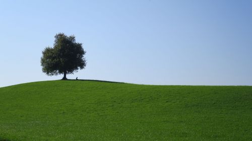 tree hill switzerland