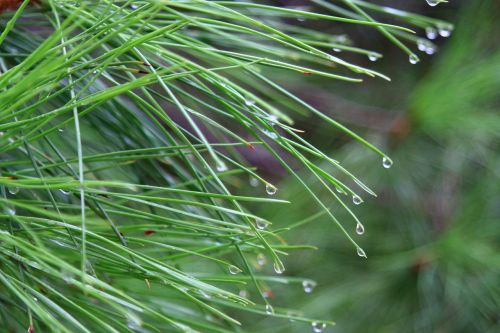 tree needles pine