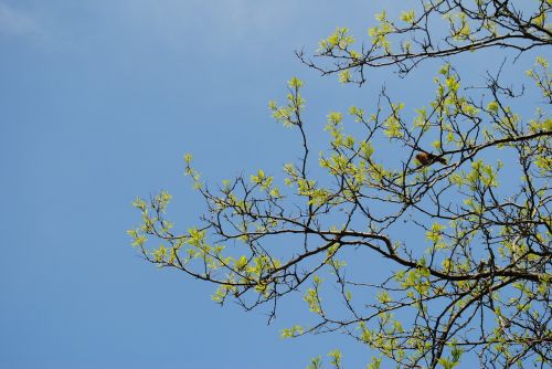 tree sky branches