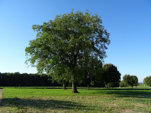 tree sky blue